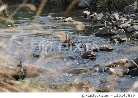 春河和兩隻鳥 春河和兩隻鳥 126145689