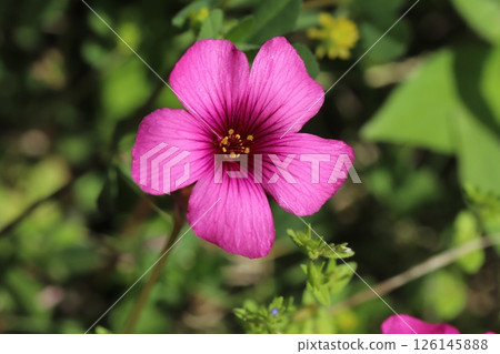 春天花園裡盛開的粉色酢漿草花 126145888