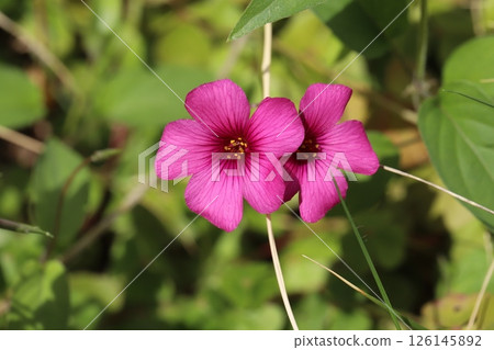 Pink oxalis flowers blooming in the spring garden 126145892