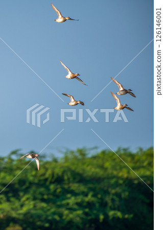 A flock of Garganey ducks soars gracefully through the clear blue sky above the lush greenery of Mannar, Sri Lanka, A flock of Garganey ducks soars gracefully through the clear blue sky above the lush greenery of Mannar, Sri Lanka, 126146001