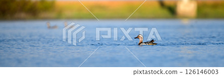 A lone Garganey duck swims peacefully on the calm blue waters of a lagoon in Mannar, Sri Lanka, framed by a soft, blurred background. The minimal composition and natural lighting 126146003