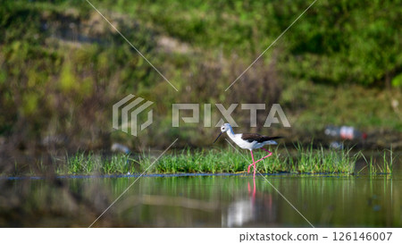 A lone black-winged stilt wades gracefully through the shallow waters of a marsh in Mannar, Sri Lanka. Long pink legs mirrored in the still surface below A lone black-winged stilt wades gracefully through the shallow waters of a marsh in Mannar, Sri Lanka. Long pink legs mirrored in the still surface below 126146007