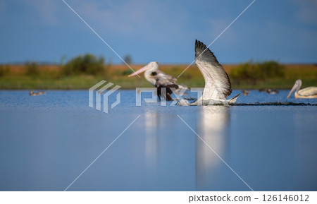 Spot-billed pelican in mid-motion as it gracefully lands on a calm lagoon water surface, wings fully spread, and water splashing beneath it 126146012