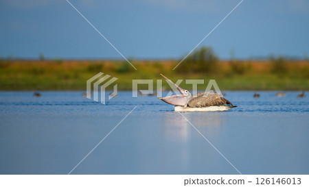 A spot-billed pelican with its beak wide open while floating on the calm waters of Mannar, Sri Lanka 126146013