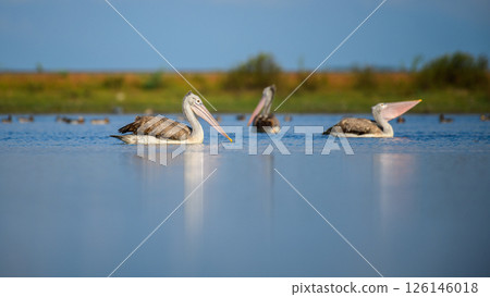 A group of spot-billed pelicans floats calmly on the water in Mannar, Sri Lanka, surrounded by serene blue reflections and a lush green backdrop 126146018