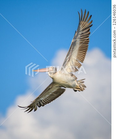 A spot-billed pelican soars gracefully through the sky, its wide wings extended against a backdrop of clouds A spot-billed pelican soars gracefully through the sky, its wide wings extended against a backdrop of clouds 126146036