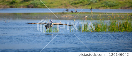 A spot-billed pelican takes flight over a lagoon in Mannar, Sri Lanka, with wings fully spread and water plants below. 126146042