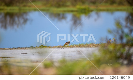 A Common sandpiper (Actitis hypoleucos), a wading bird, stands by a shallow pool in the wetlands of Mannar, Sri Lanka. 126146049