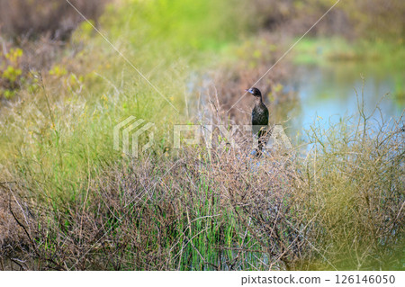 A solitary cormorant perches quietly among the dry, tangled branches beside a lush wetland in Mannar, Sri Lanka A solitary cormorant perches quietly among the dry, tangled branches beside a lush wetland in Mannar, Sri Lanka 126146050