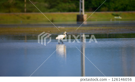 Eurasian spoonbill wades gracefully through the shallow waters of a wetland in Mannar, Sri Lanka. Eurasian spoonbill wades gracefully through the shallow waters of a wetland in Mannar, Sri Lanka. 126146056