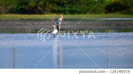 Eurasian spoonbill wades gracefully through the shallow waters of a wetland in Mannar, Sri Lanka. Eurasian spoonbill wades gracefully through the shallow waters of a wetland in Mannar, Sri Lanka. 126146059