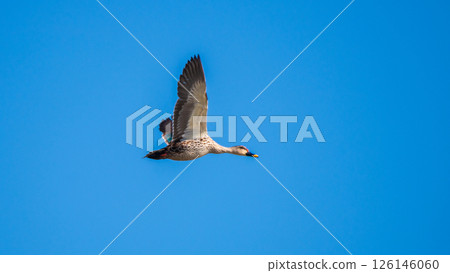 Indian spot-billed duck in flight against a clear blue sky, its wings spread wide. Taken in Mannar, Sri Lanka 126146060