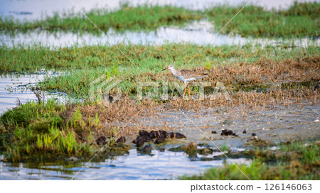 Common Redshank bird with striking orange legs and a speckled body moves carefully through the marshy wetlands, scanning for prey in the shallow waters. Captured in Mannar, Sri Lanka 126146063