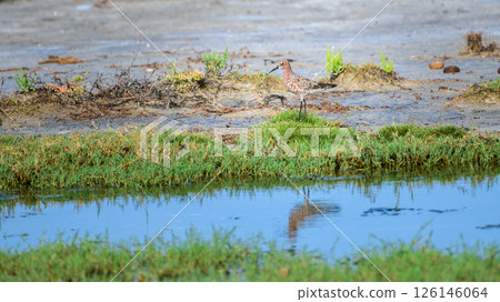 Curlew sandpiper (Calidris ferruginea), a wading bird, stands by a shallow pool in the wetlands of Mannar, Sri Lanka. Curlew sandpiper (Calidris ferruginea), a wading bird, stands by a shallow pool in the wetlands of Mannar, Sri Lanka. 126146064