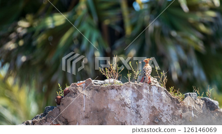 Hoopoe (Upupidae) perches on a crumbling wall, holding an insect in its beak. Lush, out-of-focus tropical foliage backdrop. Captured in Mannar, Sri Lanka Hoopoe (Upupidae) perches on a crumbling wall, holding an insect in its beak. Lush, out-of-focus tropical foliage backdrop. Captured in Mannar, Sri Lanka 126146069