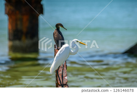 A great egret and a cormorant perch side by side on a rusted iron beam. Captured in Mannar, Sri Lanka A great egret and a cormorant perch side by side on a rusted iron beam. Captured in Mannar, Sri Lanka 126146078