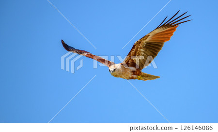 A Brahminy kite (haliastur indus) soars through the clear blue sky, its striking chestnut wings spread wide in graceful flight. Captured in Mannar, Sri Lanka A Brahminy kite (haliastur indus) soars through the clear blue sky, its striking chestnut wings spread wide in graceful flight. Captured in Mannar, Sri Lanka 126146086