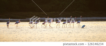 Flock of pink flamingos wades gracefully in shallow waters during sunrise at Mannar, Sri Lanka Flock of pink flamingos wades gracefully in shallow waters during sunrise at Mannar, Sri Lanka 126146234