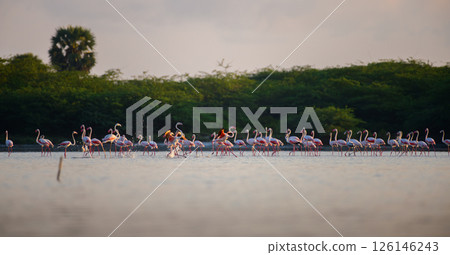 Flock of pink flamingos wades gracefully in shallow waters during sunrise at Mannar, Sri Lanka, against a backdrop of lush greenery 126146243