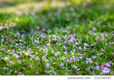 A beautiful bunch of pink and white flowers are gently laying on the grass 126146397