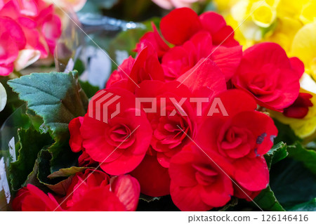Closeup view of beautiful red roses with vibrant green leaves Closeup view of beautiful red roses with vibrant green leaves 126146416
