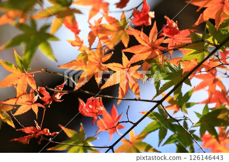 改變葉子的Momiji 126146443