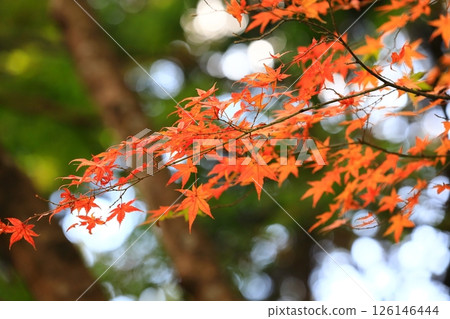 改變葉子的Momiji 126146444