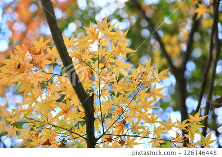 Momiji who changed leaves Momiji who changed leaves 126146448