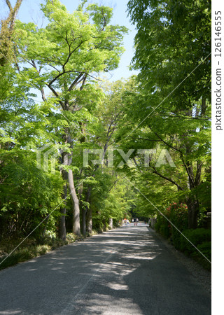 Shimogamo Shrine, fresh green approach to the shrine, Sakyo Ward, Kyoto City 126146555