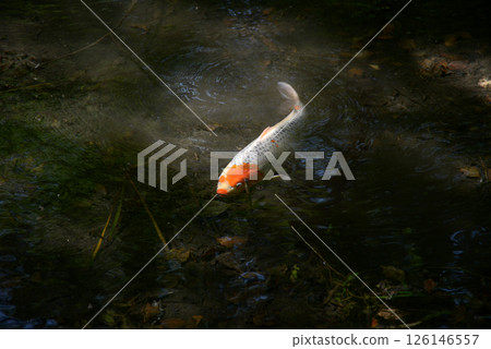 京都市左京區塞野小川錦鯉下鴨神社 126146557