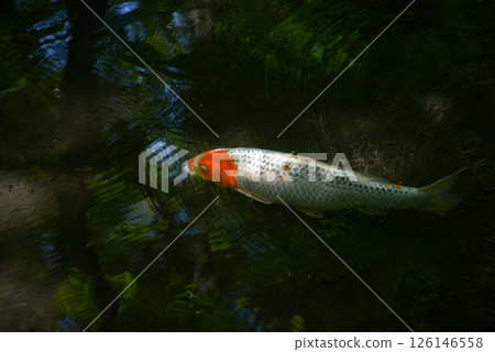 Shimogamo Shrine, Nishikigoi of Semino Ogawa, Sakyo Ward, Kyoto City Shimogamo Shrine, Nishikigoi of Semino Ogawa, Sakyo Ward, Kyoto City 126146558
