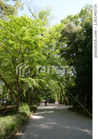 Shimogamo Shrine, fresh green approach to the shrine, Sakyo Ward, Kyoto City 126146559