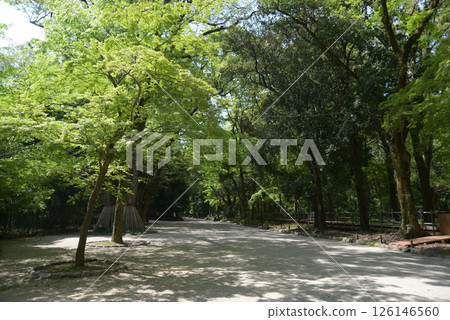 Shimogamo Shrine, fresh green approach to the shrine, Sakyo Ward, Kyoto City Shimogamo Shrine, fresh green approach to the shrine, Sakyo Ward, Kyoto City 126146560
