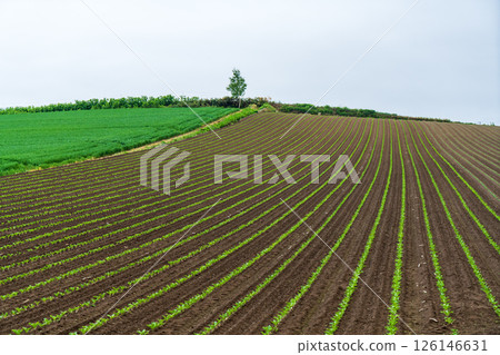 Fields on the hills of Biei in early summer Fields on the hills of Biei in early summer 126146631