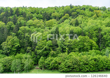 The fresh green forest of Minamifurano The fresh green forest of Minamifurano 126146640