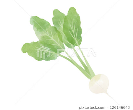 Watercolor style turnip illustration 126146643