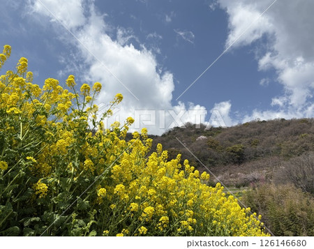 Tomonoura: Spring flowers on the mountain side 126146680