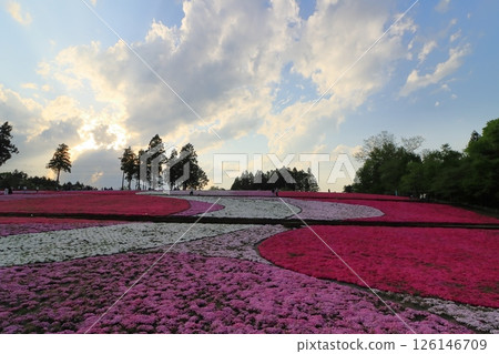 滿山遍野的芝櫻：羊山公園的芝櫻盛開 126146709