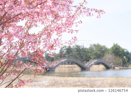 秋田縣橫手市太鼓橋,後三年戰爭的戰場,春天櫻花盛開 秋田縣橫手市太鼓橋,後三年戰爭的戰場,春天櫻花盛開 126146754