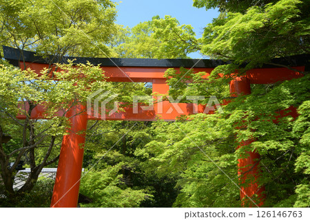 京都市左京區下鴨神社新綠西鳥居 126146763