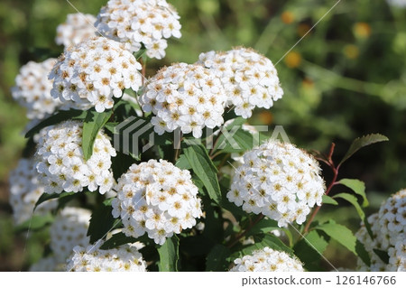 White flowers of Kodemari blooming in the spring garden 126146766