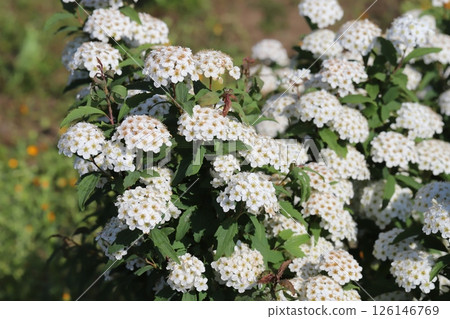 春天花園裡盛開的小手白花 126146769