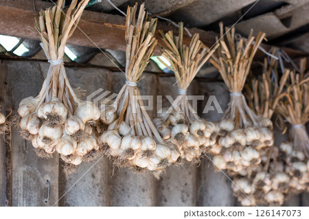 Garlic tied in bunches weighs under barn roof Garlic tied in bunches weighs under barn roof 126147073