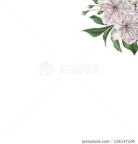 Square frame with blooming cherry flowers in the corner with space for text. Hand drawn watercolor illustration on isolated background. Banner for wedding invitations or other special occasions. Square frame with blooming cherry flowers in the corner with space for text. Hand drawn watercolor illustration on isolated background. Banner for wedding invitations or other special occasions. 126147200