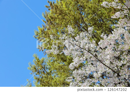 東京城市景觀：中目黑公園的櫻花 126147202