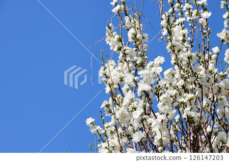 Tokyo cityscape Nakameguro Park Peach blossoms 126147203