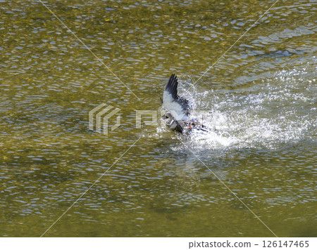Ducks fighting on the water Ducks fighting on the water 126147465