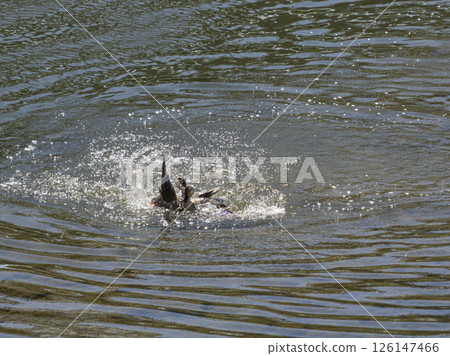 Ducks fighting on the water Ducks fighting on the water 126147466