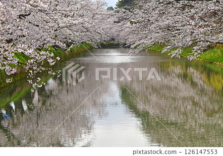弘前公園:日本最美的櫻花 弘前公園:日本最美的櫻花 126147553