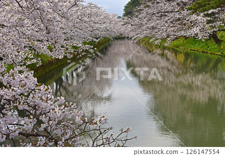 弘前公園：日本最美的櫻花 126147554
